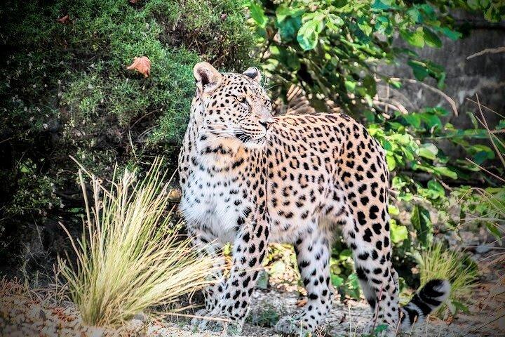 Yala Safari - Fully Private Tour - With Hotel Pick-up & Transfers