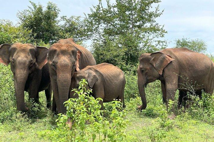 Udawalawe Safari from Weligama , Mirissa, Ahangama, Galle
