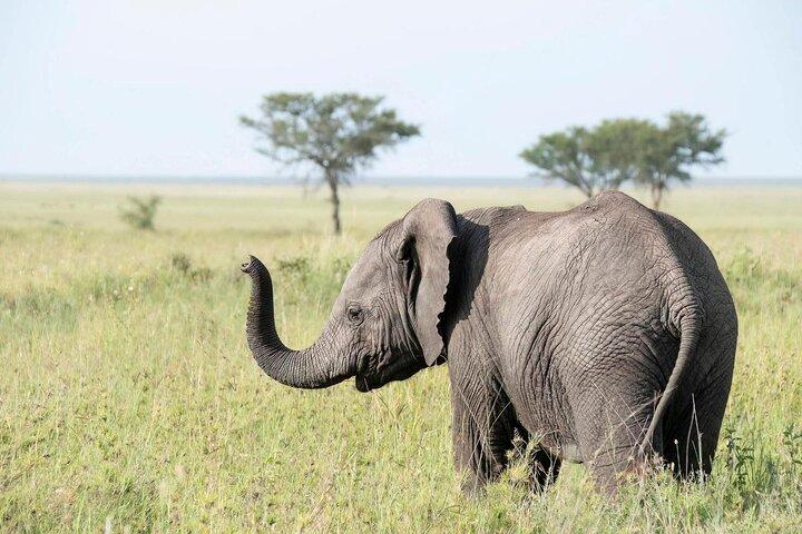 3 Days Tanzania Family Safari