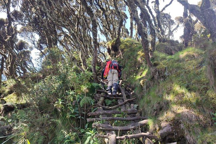 1 Day Mount Sabyinyo Hiking Adventure