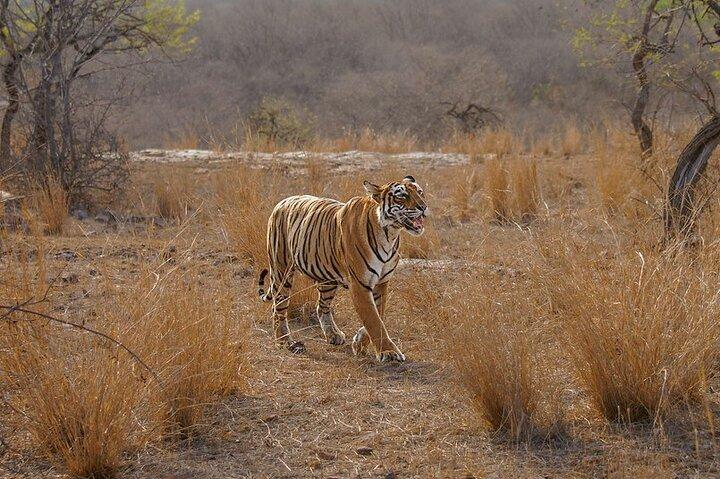 Ranthambore Day Tour with Canter Safari from Jaipur