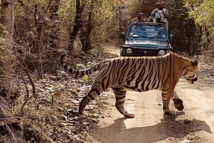 Ranthambore Day Tour with Canter Safari from Jaipur