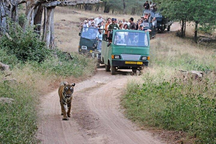 Ranthambore Day Tour with Canter Safari from Jaipur