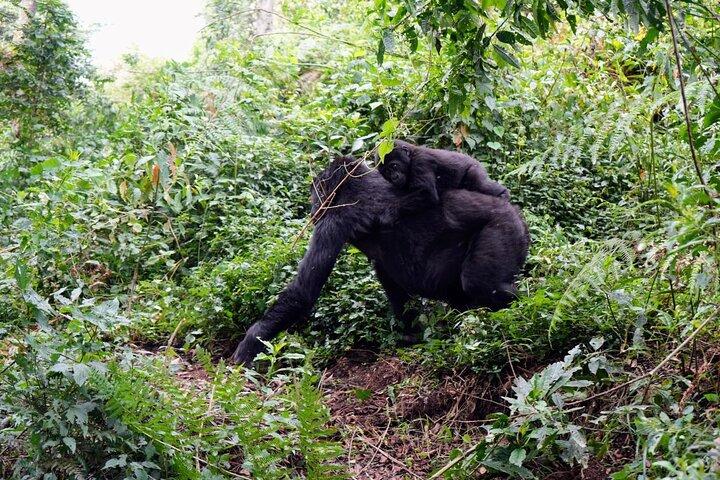 3-Day Gorillas Trekking In Uganda And Golden Monkeys In Rwanda