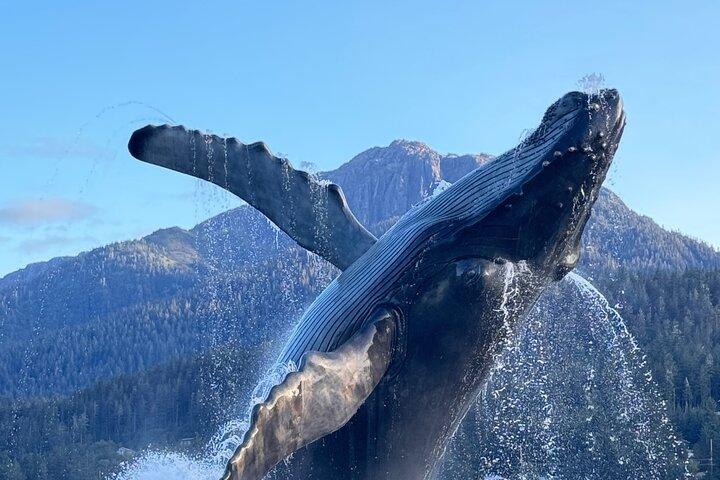 Mendenhall Glacier & Juneau Highlights Small Group Tour
