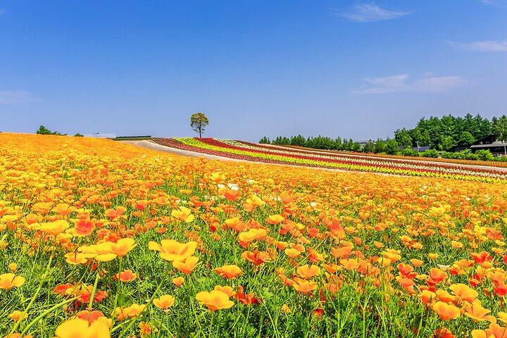 Hokkaido Biei Blue Pond Furano Flower Farm Ningle Terrace Trip