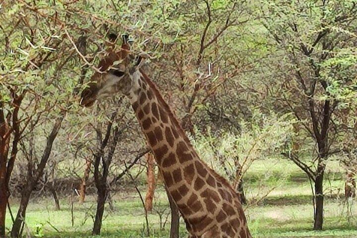 Fathala Wild Life Reserve Safari