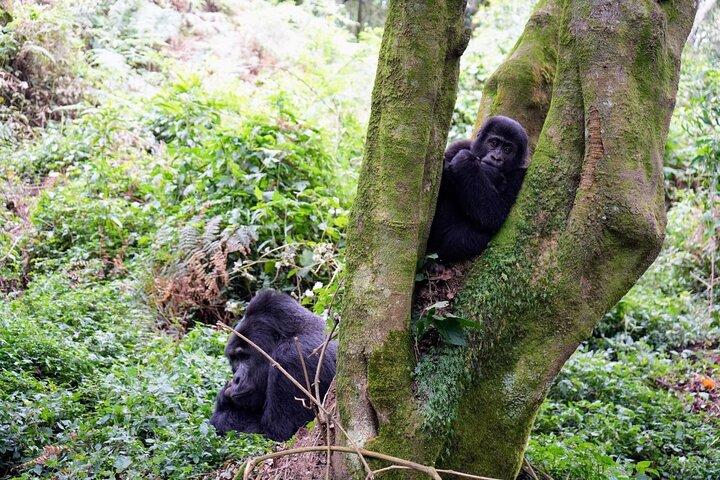 3-Day Gorillas Trekking In Uganda And Golden Monkeys In Rwanda