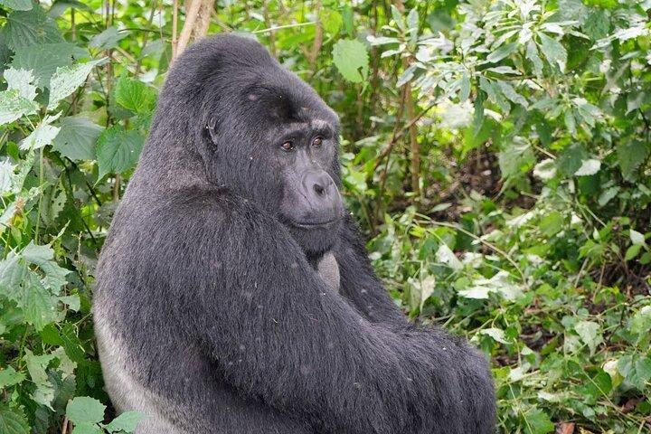 3-Day Gorillas Trekking In Uganda And Golden Monkeys In Rwanda