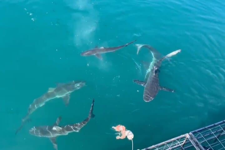 Gansbaai Private Shark Dive Experience