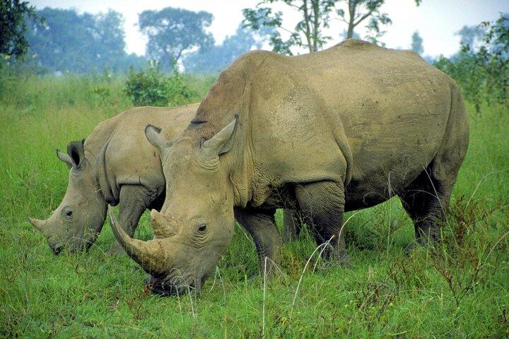 Kruger National Park 2 Day Safari from Johannesburg