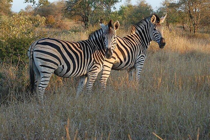 Kruger National Park 2 Day Safari from Johannesburg
