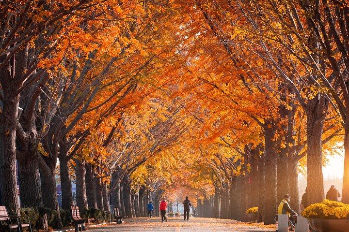 Naejangsan National Park Autumn Foliage One Day Tour from Seoul