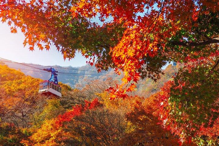Naejangsan National Park Autumn Foliage One Day Tour from Seoul