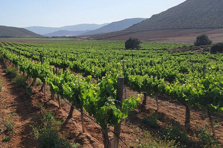 Border Pickup & Drop off: Private Valle de Guadalupe Tour