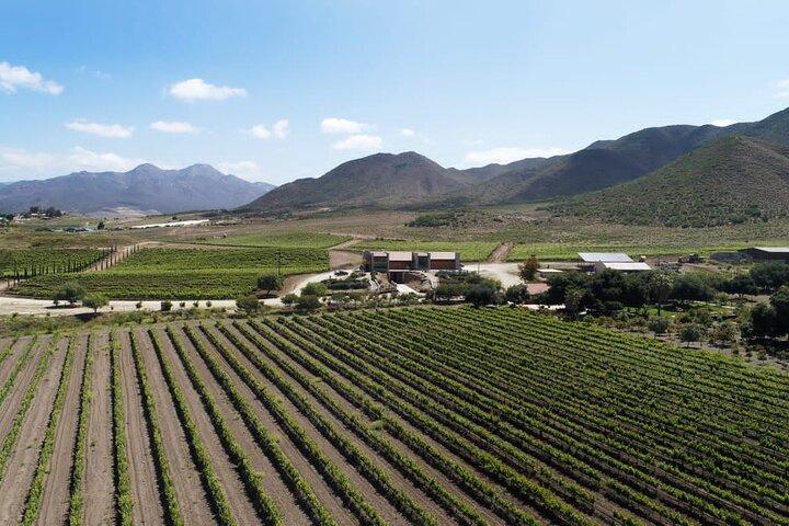Border Pickup & Drop off: Private Valle de Guadalupe Tour