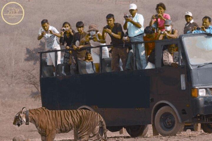 Tiger Safari in Ranthambore national park | Canter Options