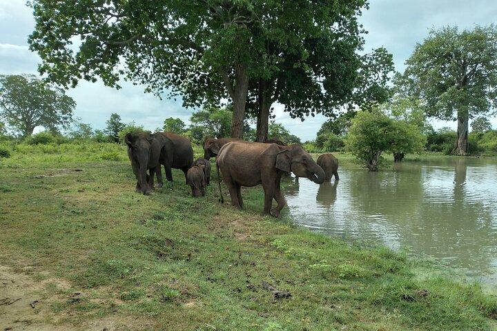 Ella to Mirissa Shuttle & Udawalawe national Safari