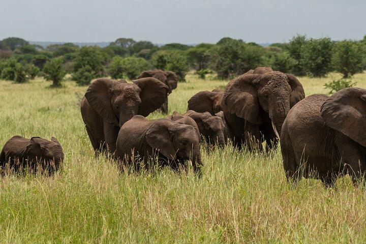 2-Day Tanzania Safari: Tarangire & Ngorongoro Big 5 Adventure