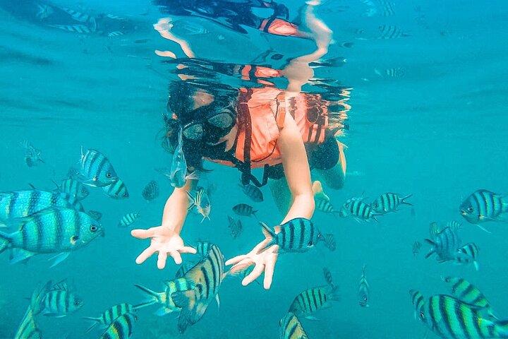 Pig Island (Koh Mudsum) and Koh Tan Tour with Meal from Koh Samui