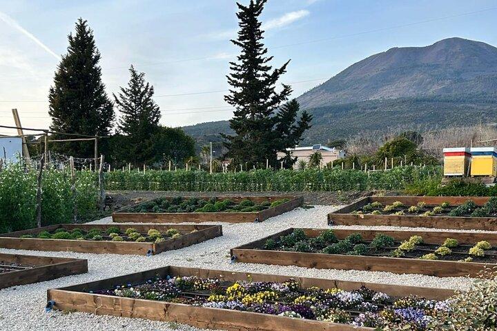 Superior Wine Tasting with Lunch on the slopes of Mt. Vesuvius
