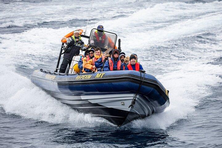 Whale Watching and Dolphin Swimming Adventure in Azores