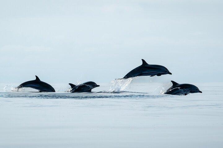Whale Watching and Dolphin Swimming Adventure in Azores