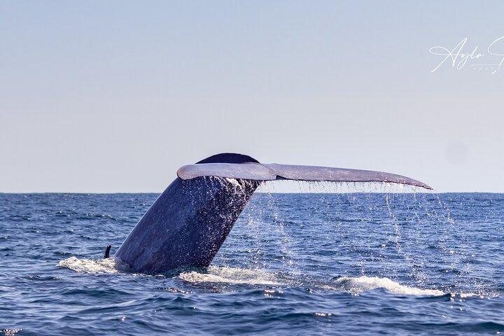 Whale Watching and Dolphin Swimming Adventure in Azores