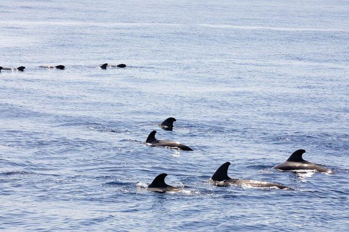 Funchal Sunset Tour Swimming Stop Dolphin and Whale Watching