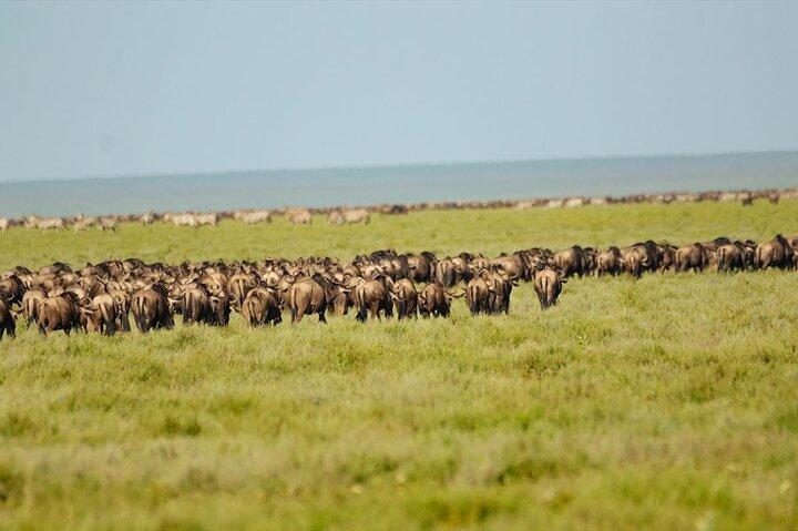 Arusha: 3 Days at Serengeti and Ngorongoro Crater Adventure