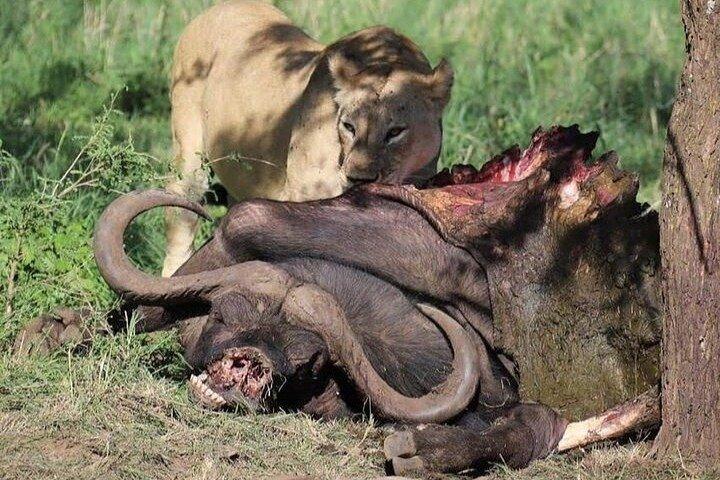 Arusha: 3 Days at Serengeti and Ngorongoro Crater Adventure