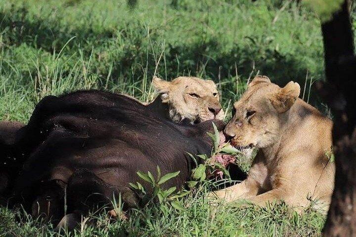 Arusha: 3 Days at Serengeti and Ngorongoro Crater Adventure