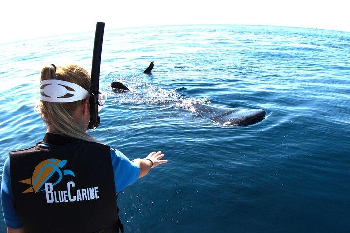 Cancun : Whale Sharks snorkeling trip & Mujeres island, pick up