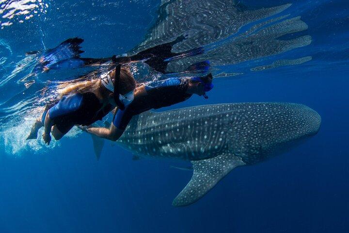 Cancun : Whale Sharks snorkeling trip & Mujeres island, pick up