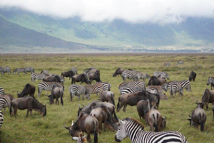 3 Days Ngorongoro, Manyara, Tarangire Group + Airport pick up