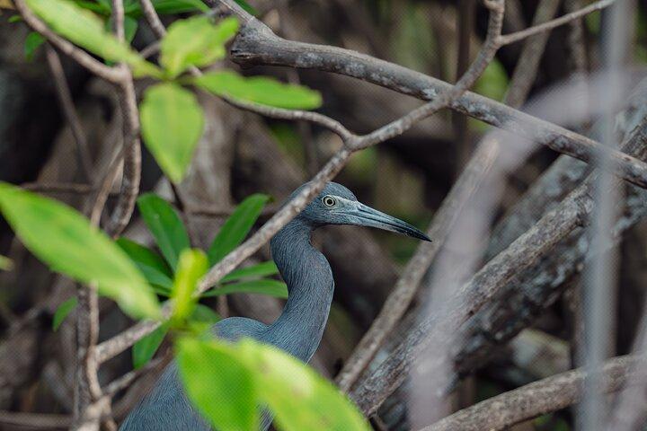 Mangrove Boat Tour in Tamarindo