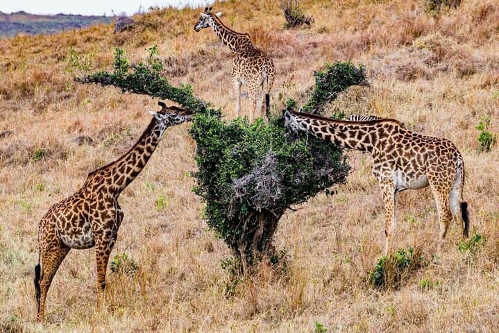 Explore Nairobi National Park with 4WD Transportation