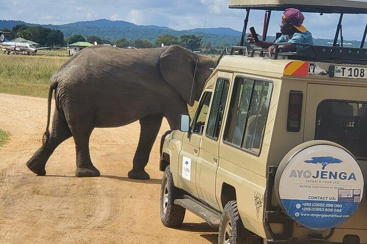Day Safari in Tarangire National Park
