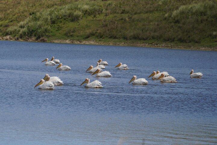 5 Days Serengeti, Ngorongoro, Tarangire, Manyara + Airport Pickup