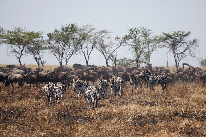 5 Days Serengeti, Ngorongoro, Tarangire, Manyara + Airport Pickup