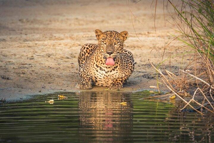 Yala all inclusive leapord Safari from Colombo All inclusive