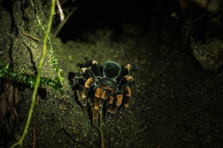 Monteverde Night Walk Tour: the night life of the forest