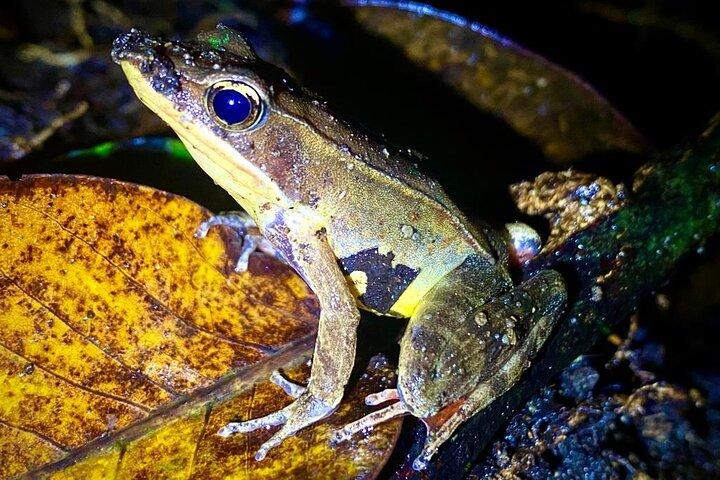 Monteverde Night Walk Tour: the night life of the forest