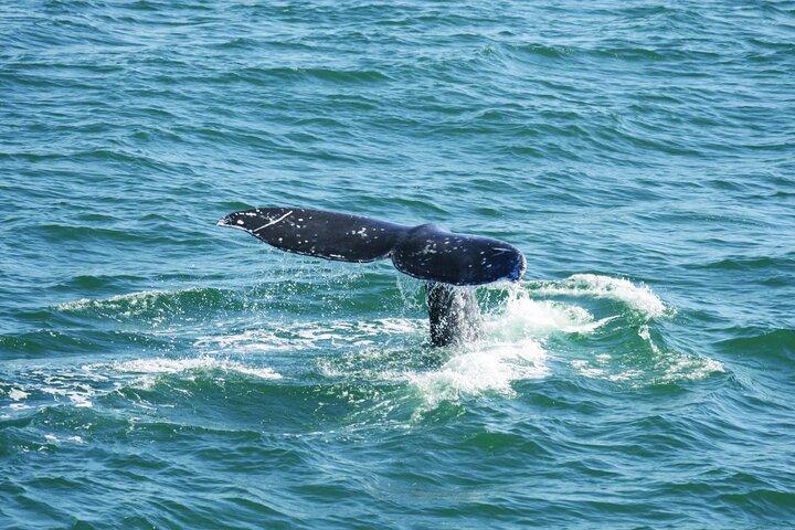 City Cruises San Diego: Whale and Dolphin Watching Adventure