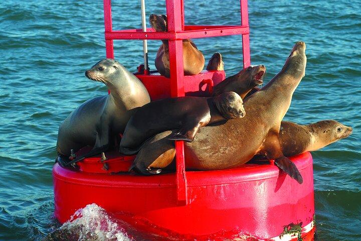 City Cruises San Diego: Whale and Dolphin Watching Adventure