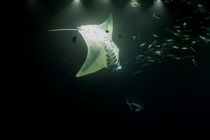 Manta Ray Night Snorkel Adventure in Kona