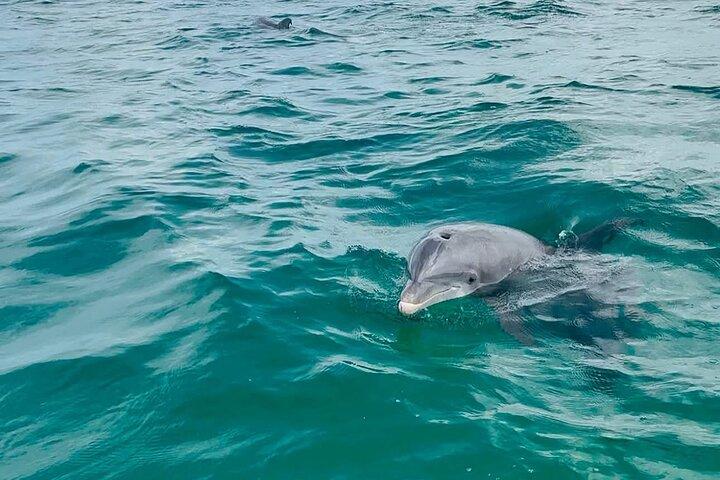 Swim with Dolphins And Snorkeling Group Tour
