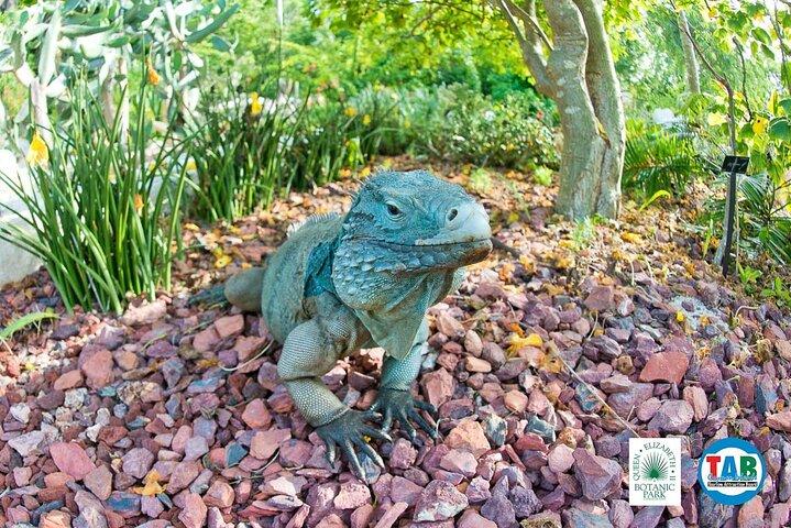 Cayman Crystal Caves & Pedro St James OR Botanic Gardens