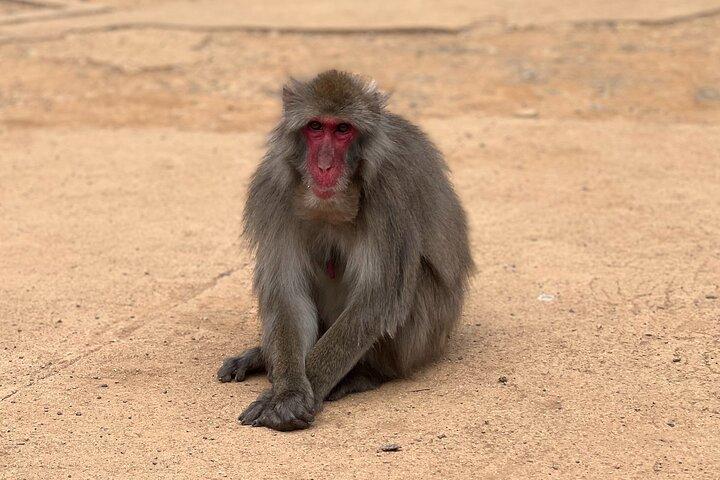 Kyoto: Arashiyama Bamboo Forest, Monkeys, Matcha & Temple Tour