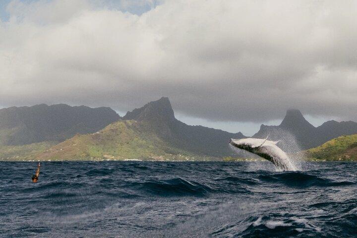 Moorea Whales Watching and Swimming Half Day Shared Tour